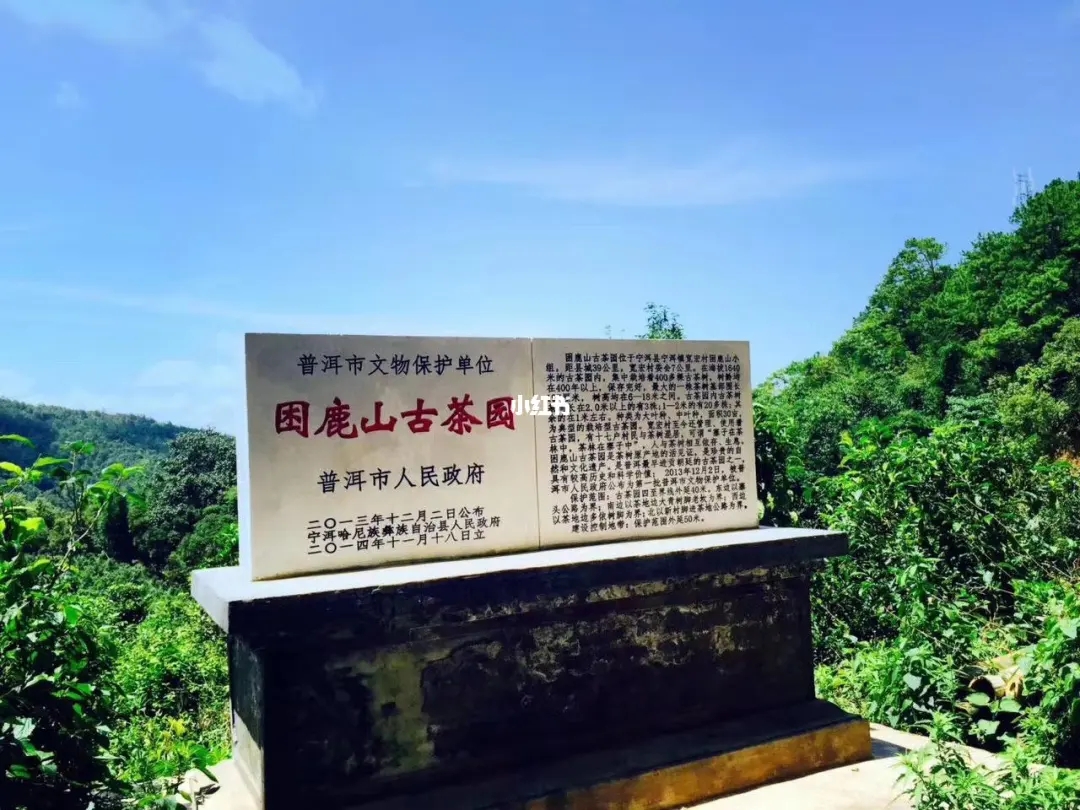 2023年困鹿山古樹春茶特點(diǎn)是什么？