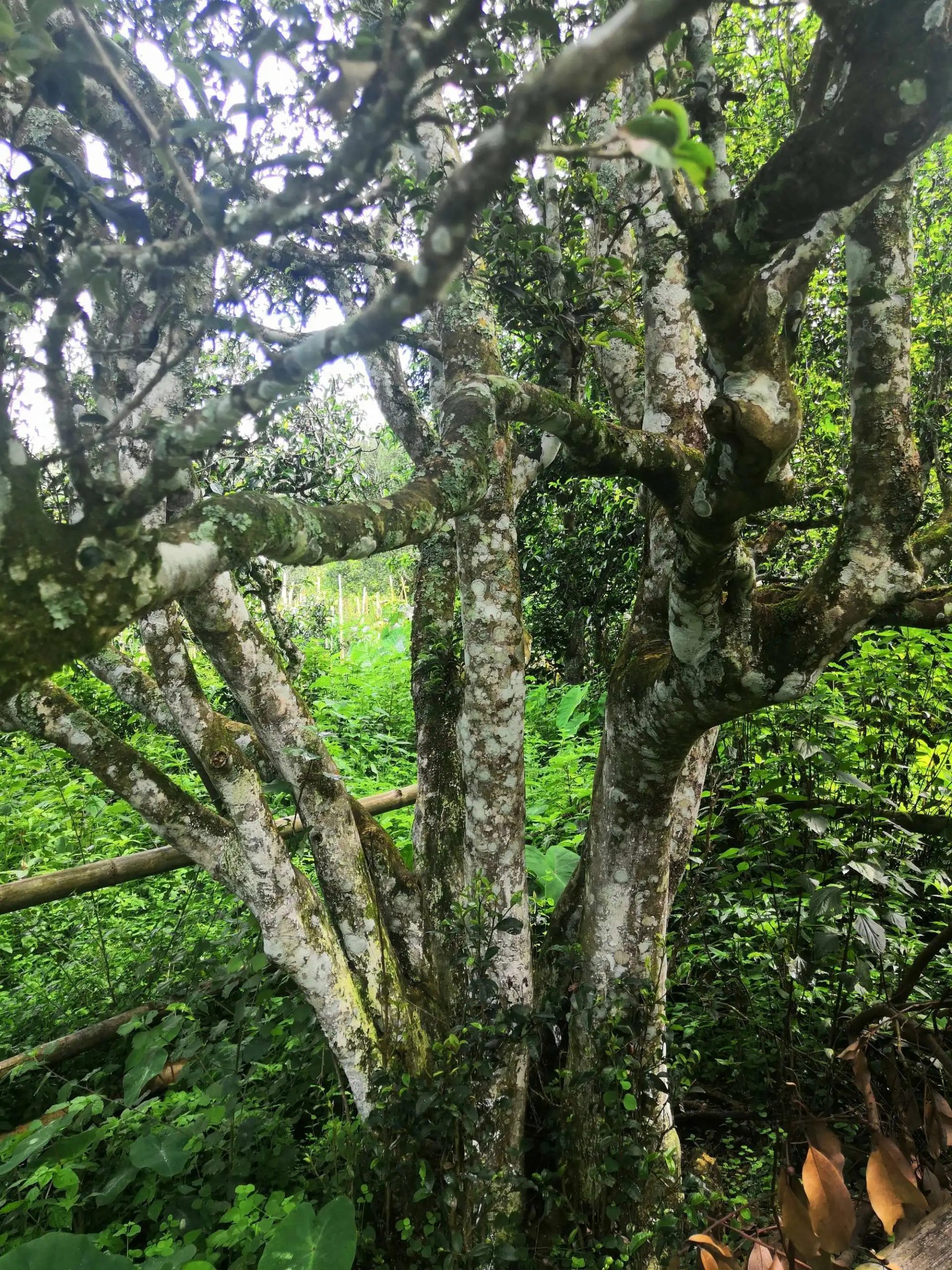 2023年困鹿山古樹(shù)春茶價(jià)格是多少？