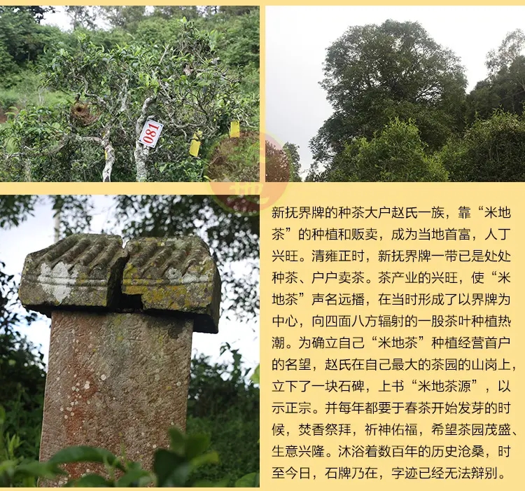 2023迷帝古樹春茶品質(zhì)如何？