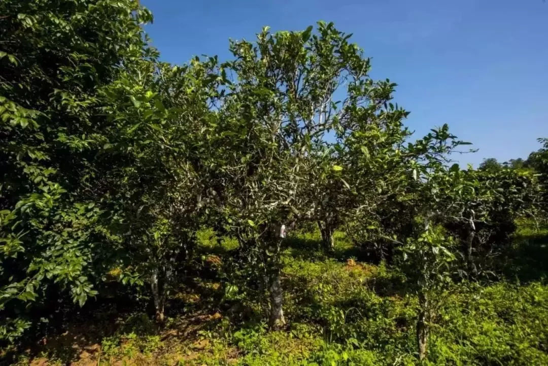 2023年迷帝古樹春茶口感怎么樣？