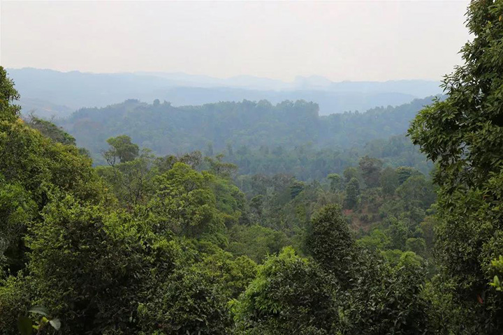 2023苦竹山古樹(shù)春茶口感怎么樣？