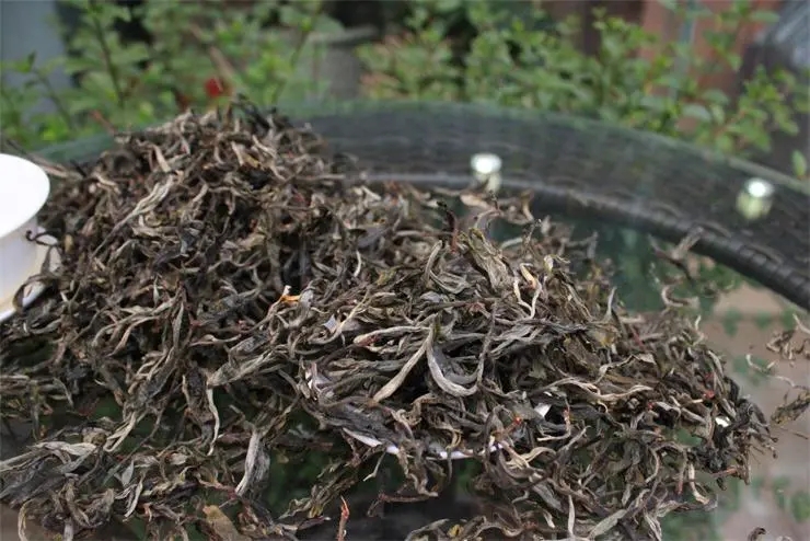 2023冰島古樹春茶品質(zhì)如何？