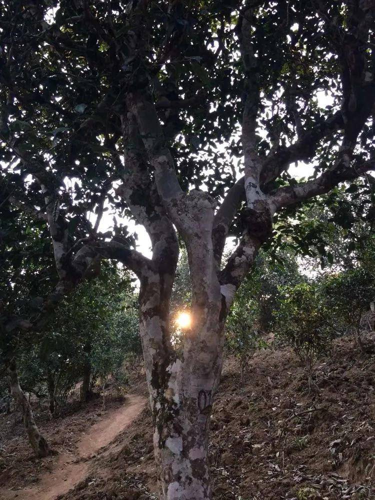 2023小戶賽古樹春茶口感是什么？