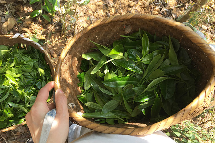 2023小戶賽古樹(shù)春茶價(jià)格是多少？