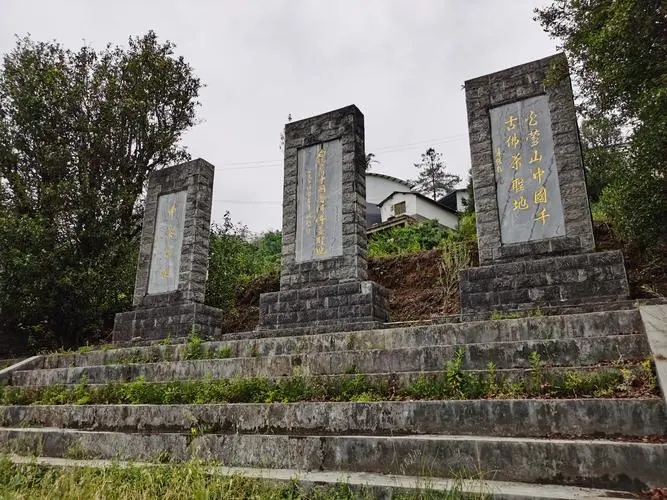 2023年白鶯山古樹春茶品質(zhì)如何？