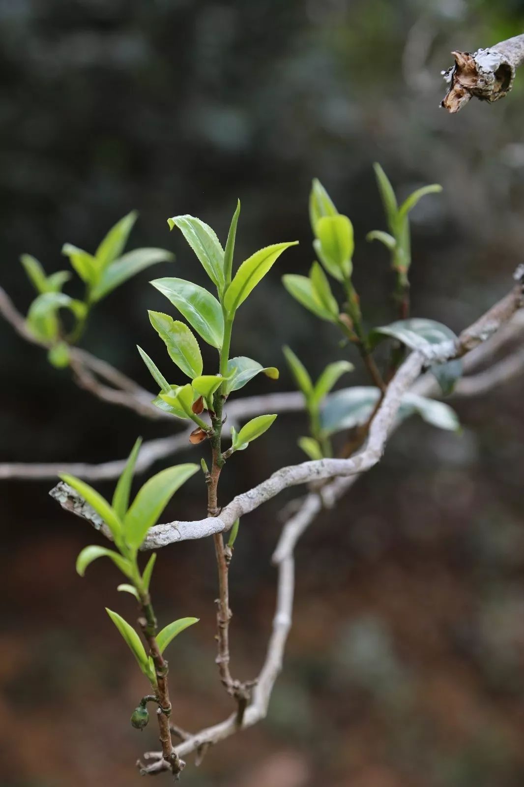 2023年昔歸古樹春茶特點是什么？