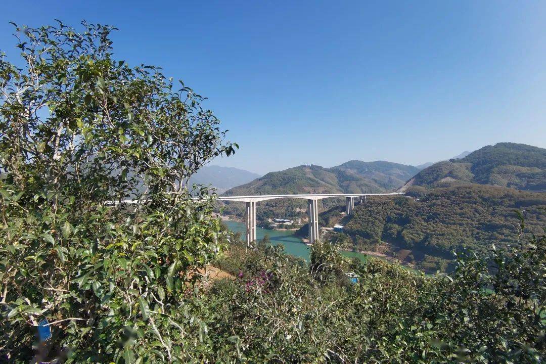 2023年邦東古樹春茶口感怎么樣？