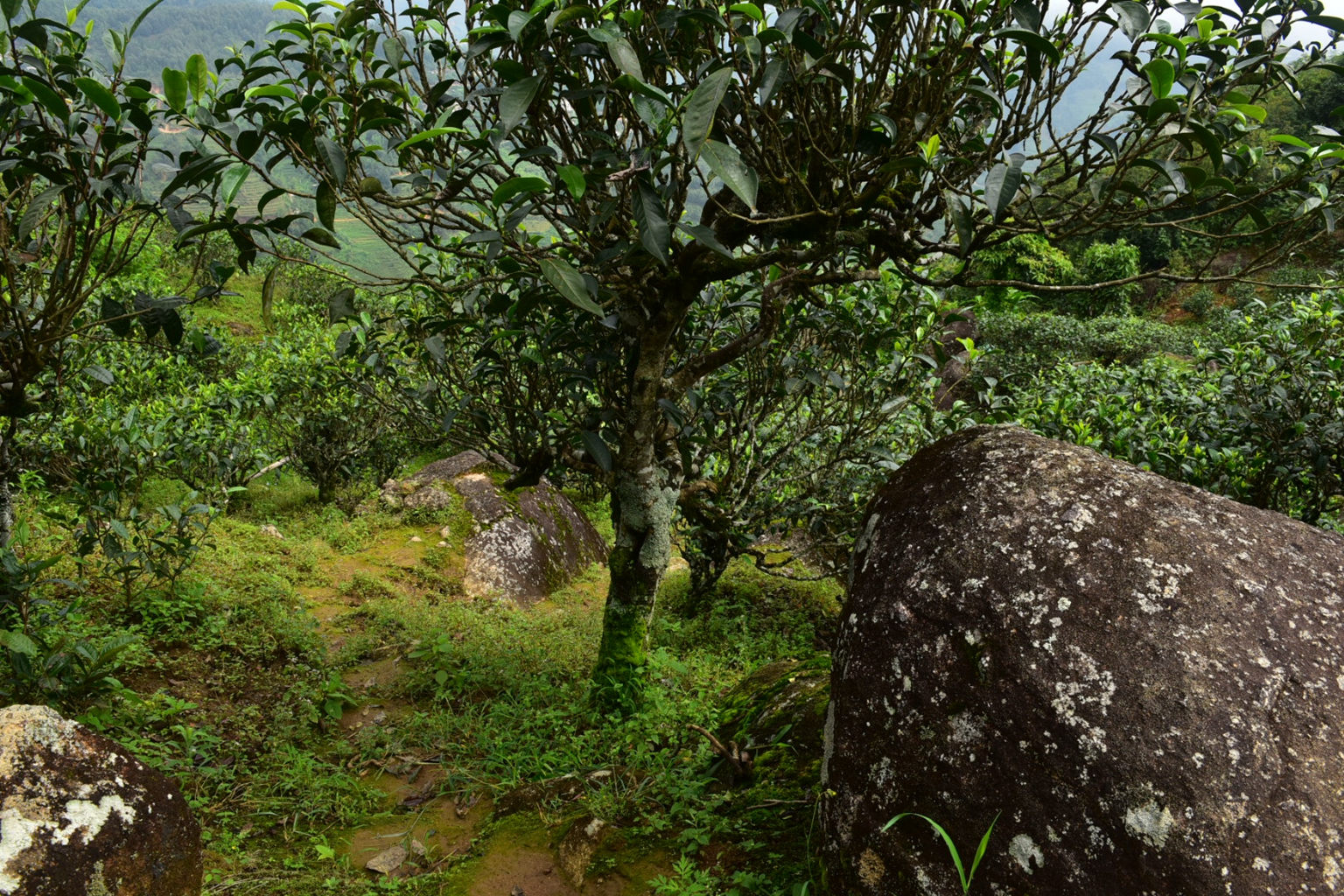 2023年邦東古樹春茶特點是什么？