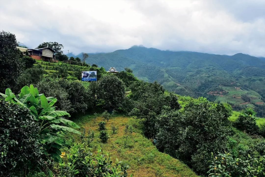 2023年邦東古樹春茶多少一公斤？