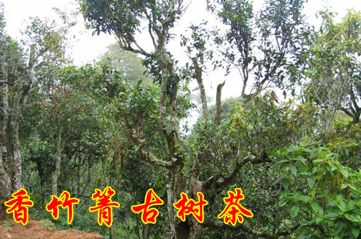 2023年香竹箐古樹春茶價格是多少?