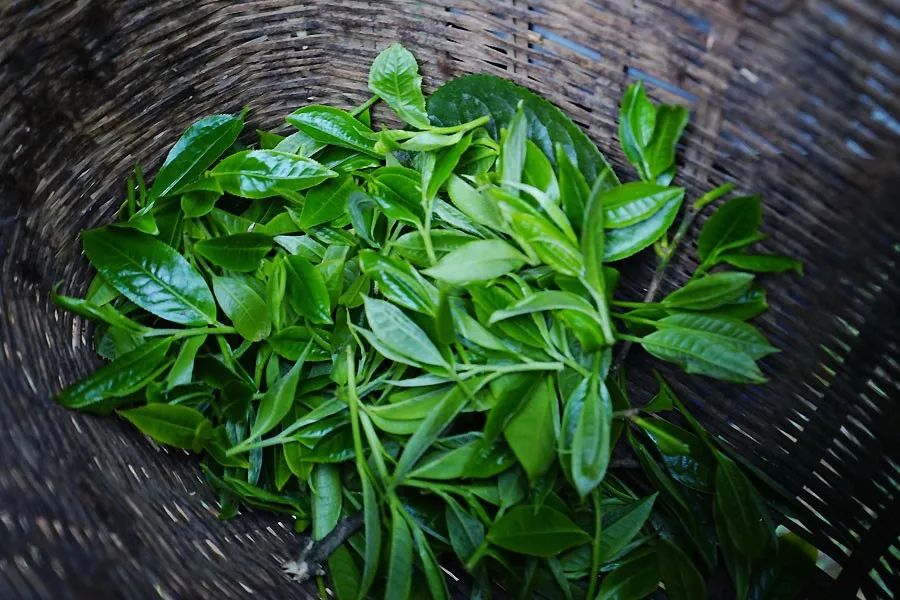 2023年香竹箐古樹春茶多少一公斤？