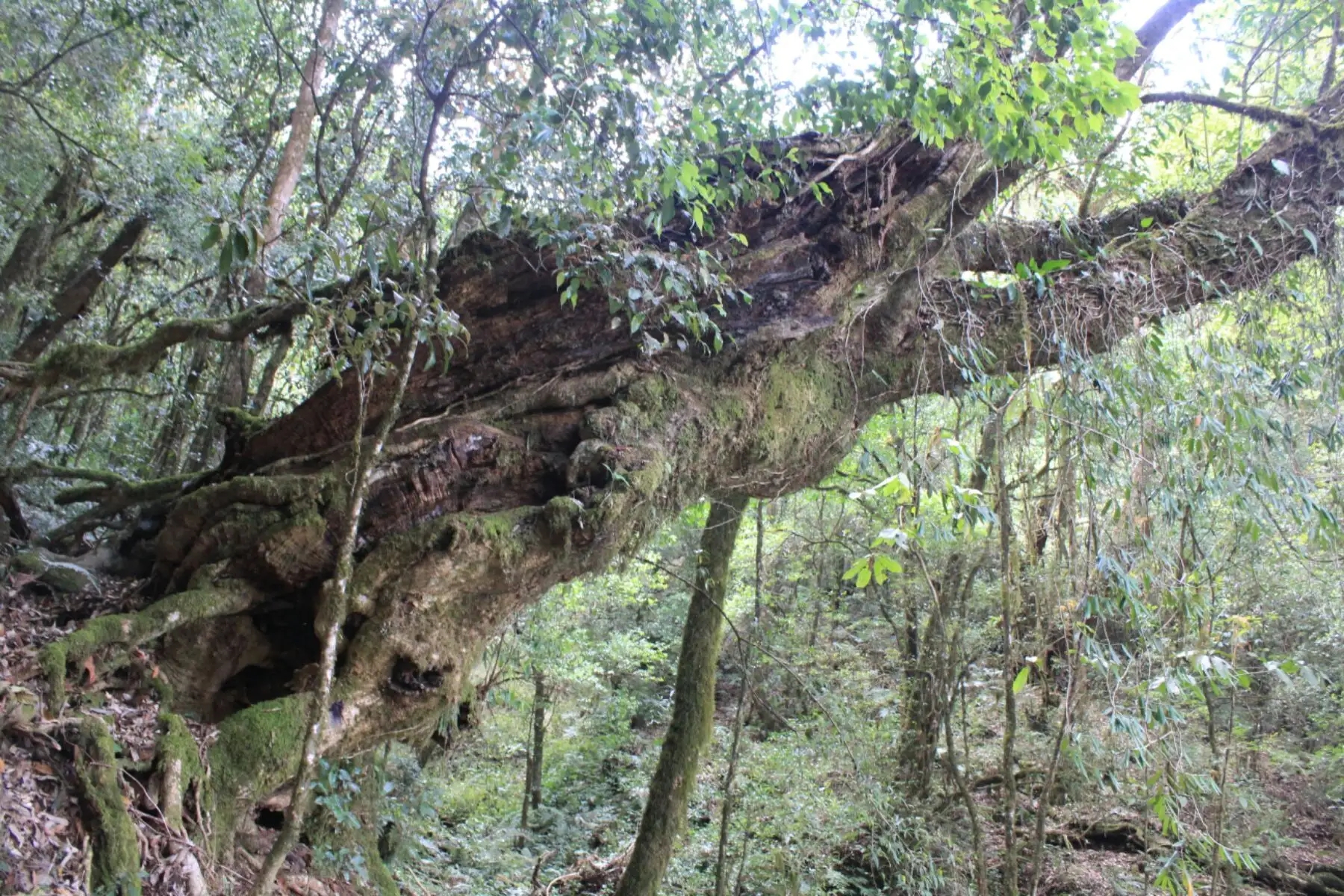 2023年大雪山古樹春茶口感怎么樣？