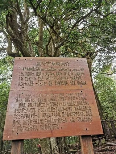 2023年大雪山古樹春茶特點(diǎn)是什么？