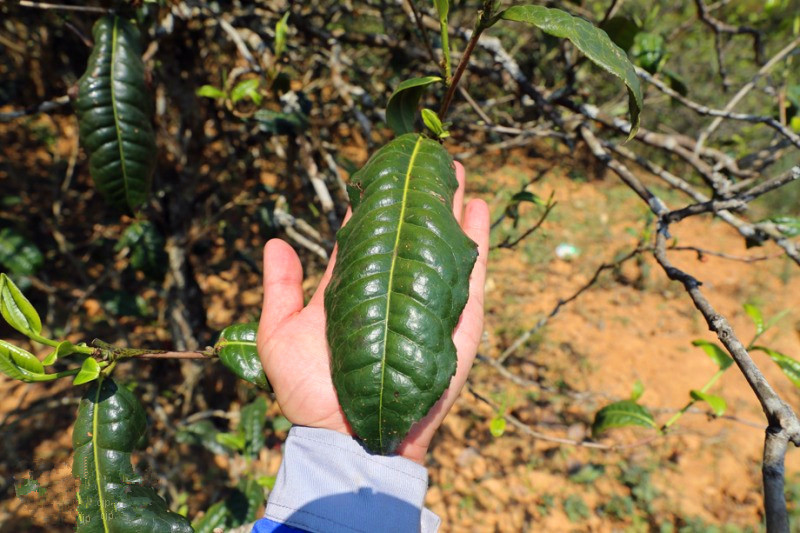 2023年忙肺古樹春茶品質(zhì)怎么樣？