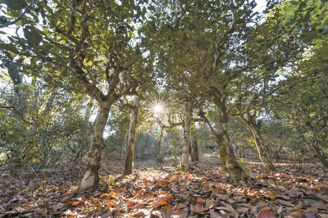 2023年忙肺古樹春茶特點是什么？