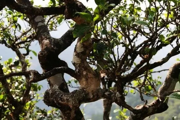 2023年忙肺古樹春茶價格是多少？