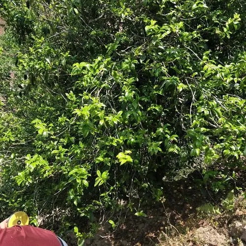 2023年那罕古樹春茶品質(zhì)如何？