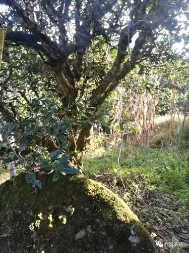 2023年那罕古樹春茶口感怎么樣？