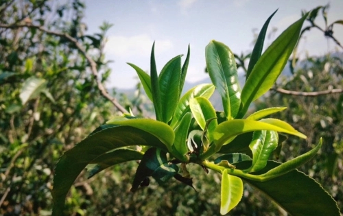 2023年小戶賽古樹春茶品質(zhì)怎么樣？