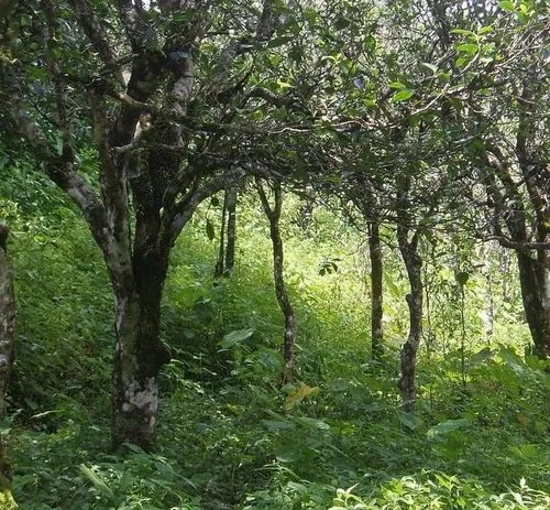 2023年小戶賽古樹春茶價格多少？