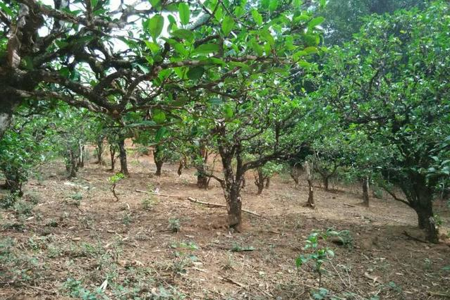 2023年小戶賽古樹春茶多少一公斤？