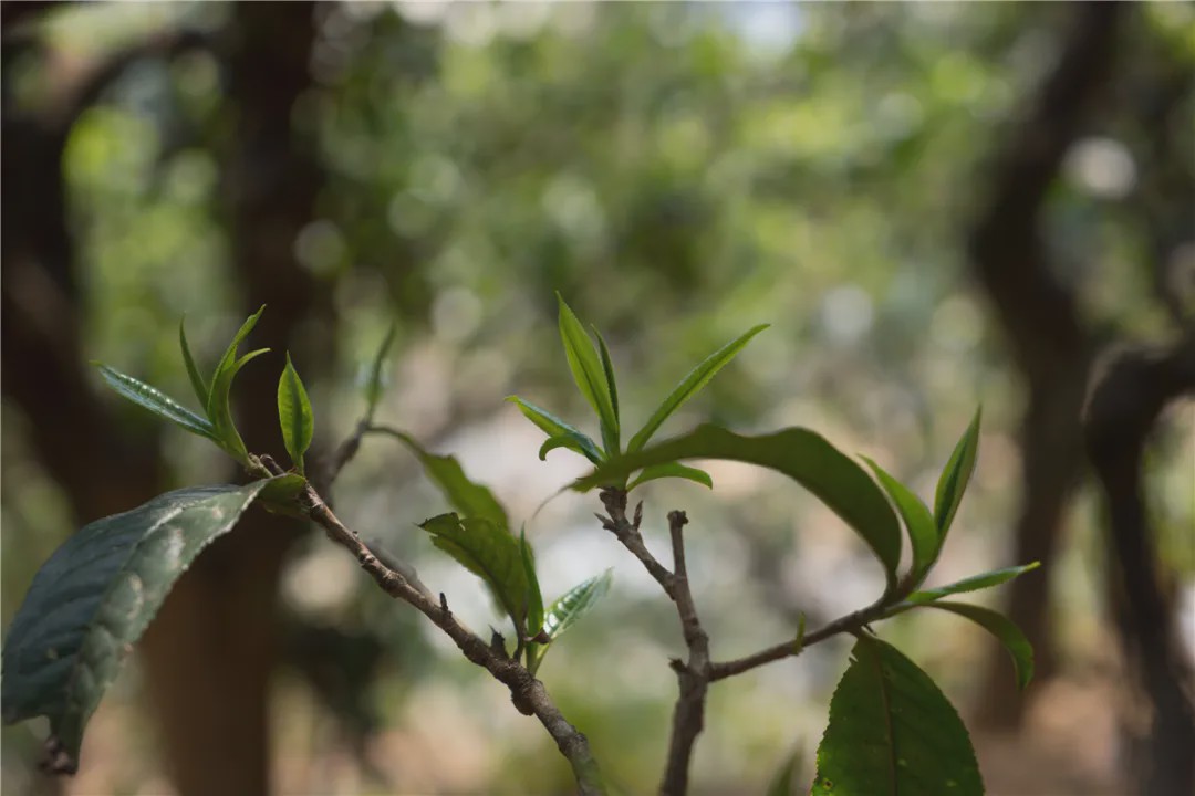 2023年壩糯古樹(shù)春茶品質(zhì)如何?