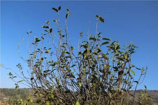 2023年那蕉古樹(shù)春茶品質(zhì)如何？