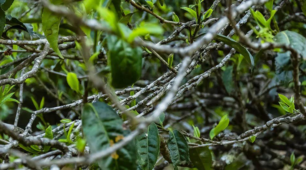 2023年那蕉古樹春茶多少一公斤？