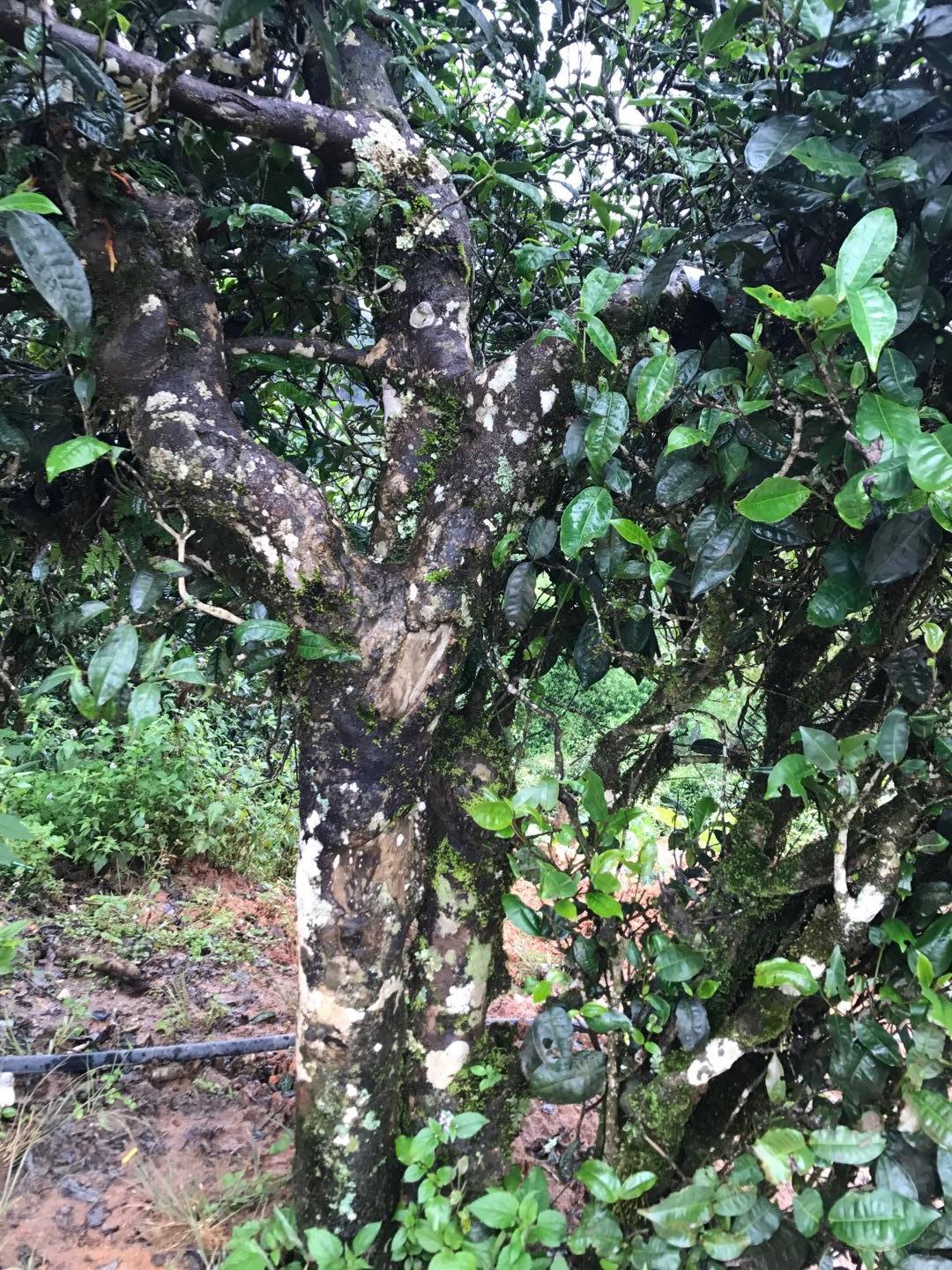 2023年地界古樹春茶價格是多少？