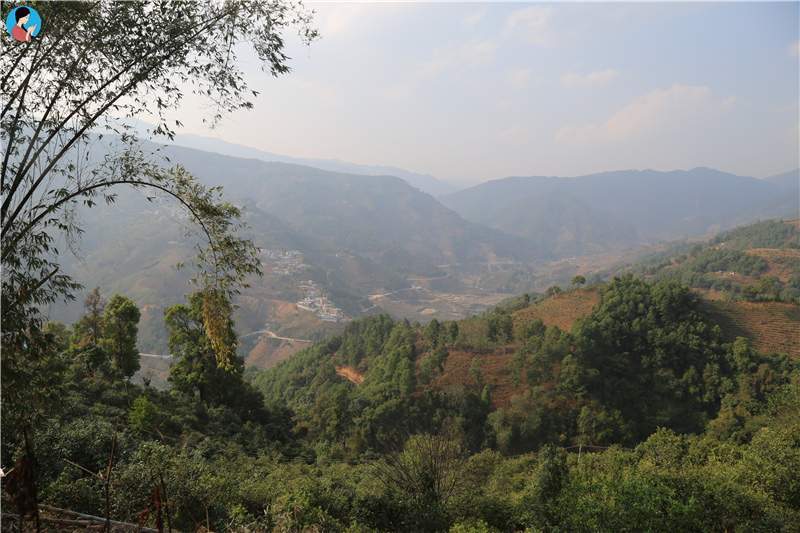 2023年壩歪古樹春茶品質(zhì)如何？