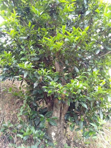 2023年壩歪古樹春茶口感怎么樣？