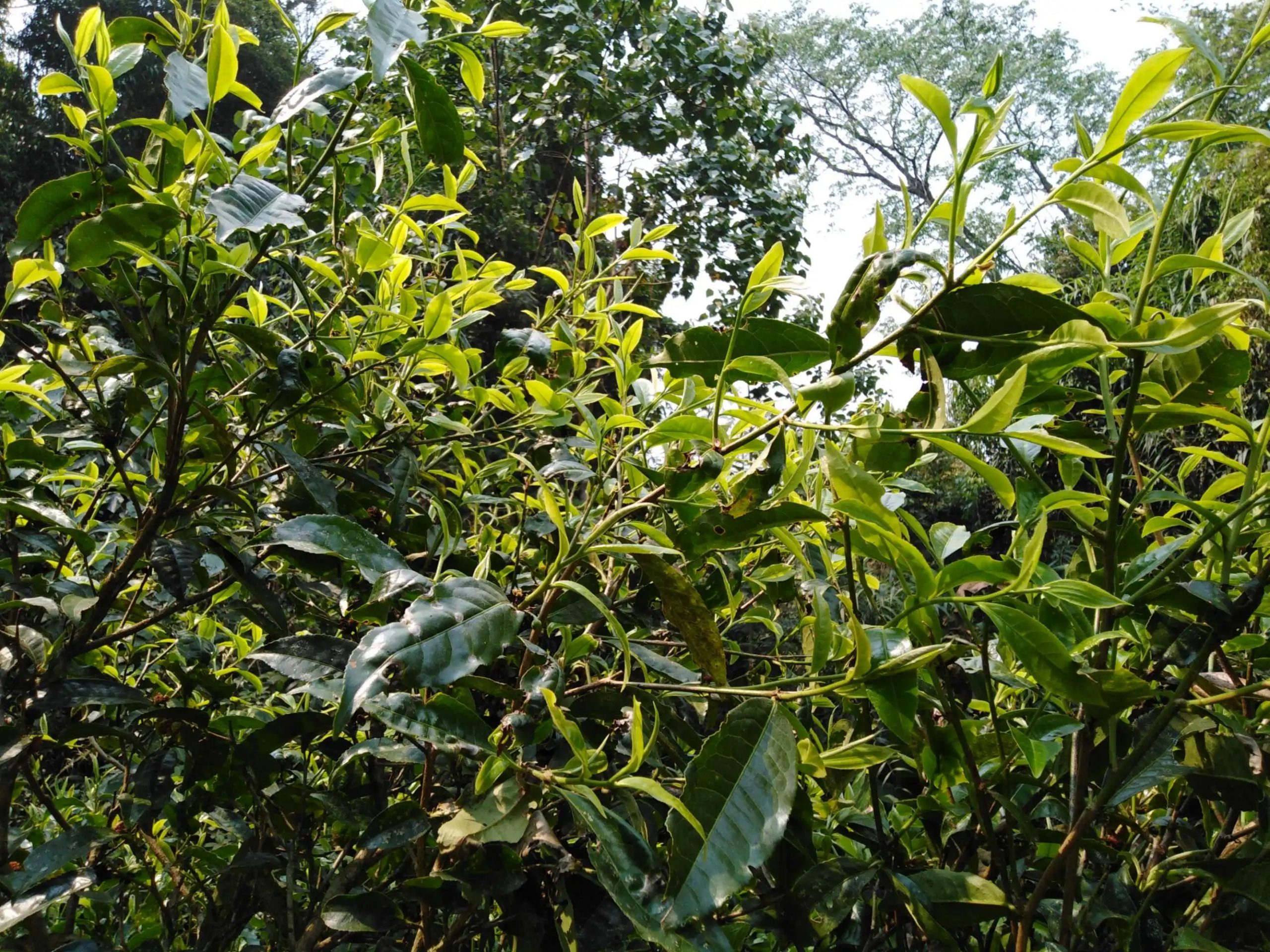 2023糯伍古樹春茶口感怎么樣？