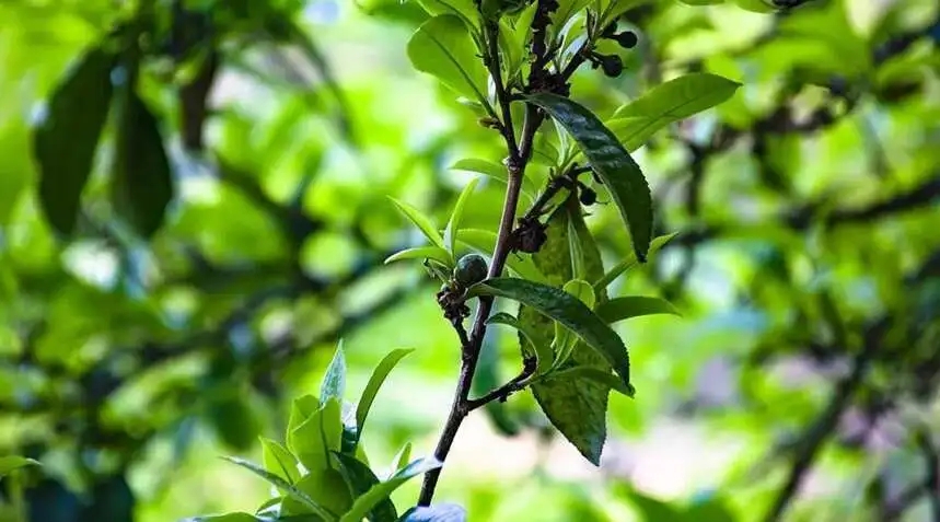 2023糯伍古樹春茶價格是多少？