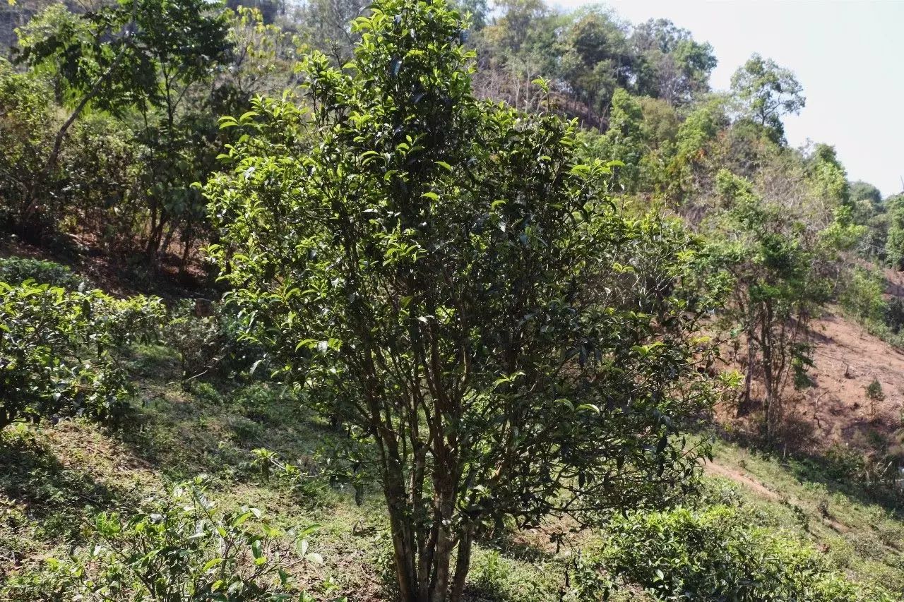 2023年彎弓古樹春茶價格是多少？