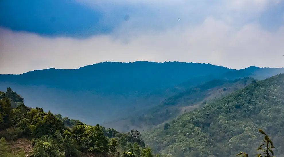 2023年勐庫大忠山古樹春茶品質(zhì)怎么樣？