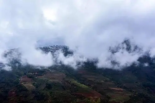 2023年勐庫大忠山古樹春茶口感如何？