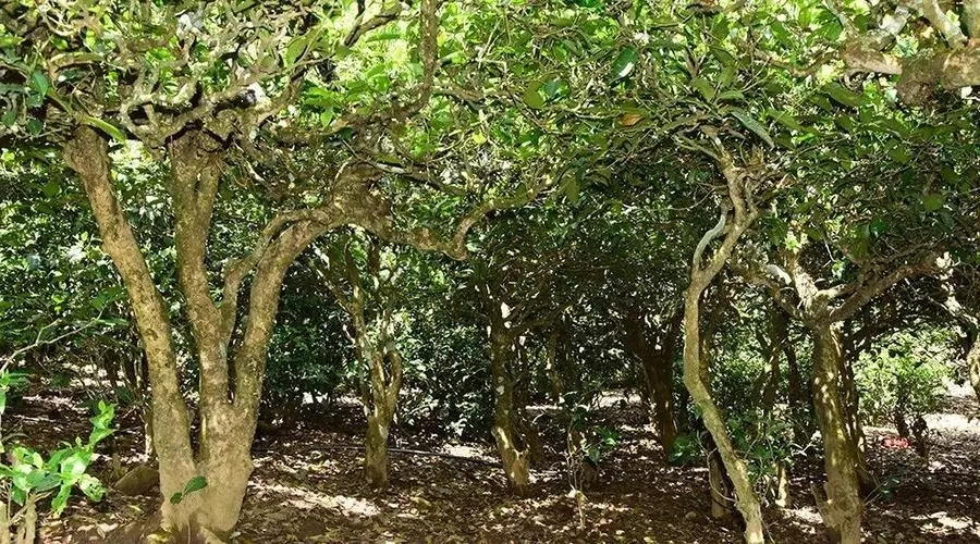 2023年勐庫(kù)大忠山古樹(shù)春茶多少錢(qián)一公斤？