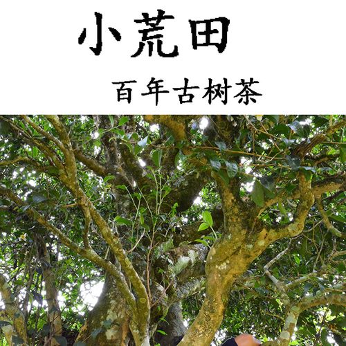 2023年勐庫小荒田古樹春茶特點？