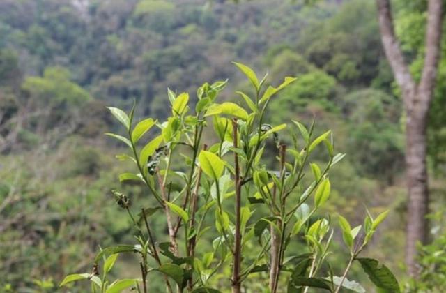 2023年勐庫那蕉古樹春茶品質(zhì)如何？