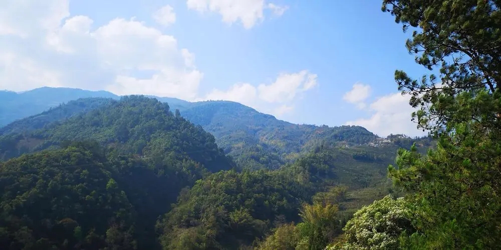 2023年勐庫(kù)豆腐寨古樹(shù)春茶品質(zhì)如何？