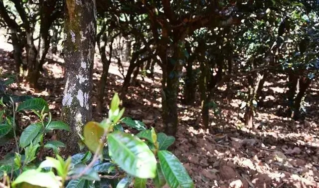 2023年勐庫(kù)豆腐寨古樹(shù)春茶價(jià)格是多少？