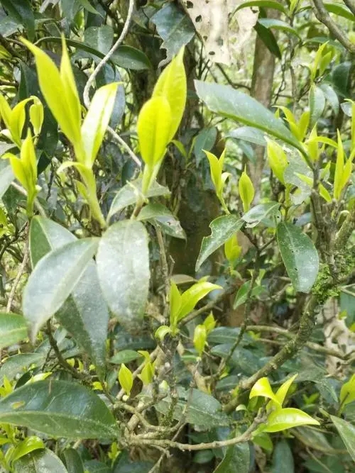 2023年勐庫河邊寨古樹春茶多少一公斤？