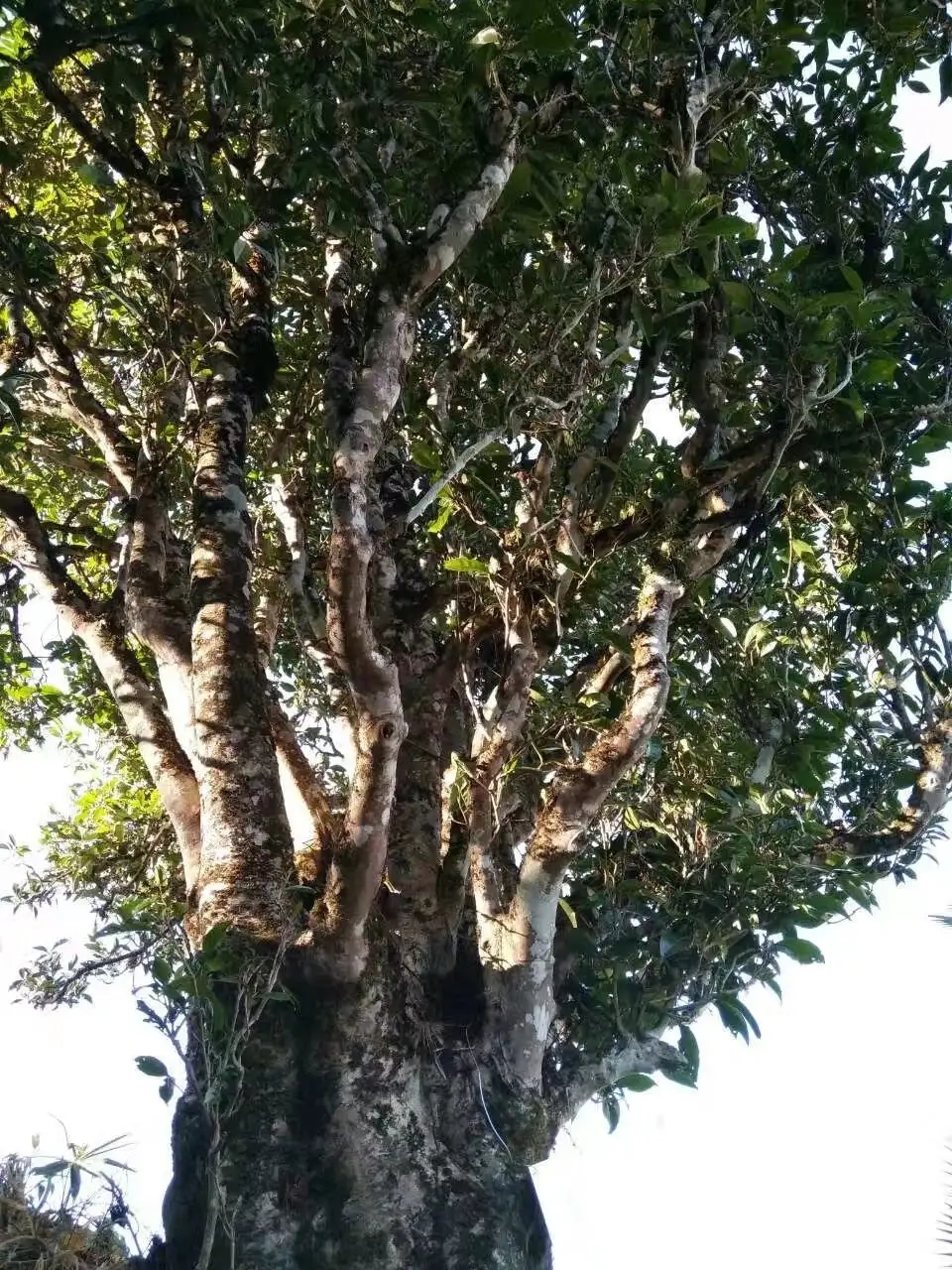 2023年麻栗坡古樹(shù)春茶口感怎么樣？