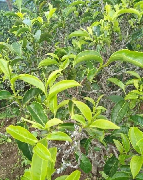 2023年鍋底塘古樹春茶品質(zhì)怎么樣？