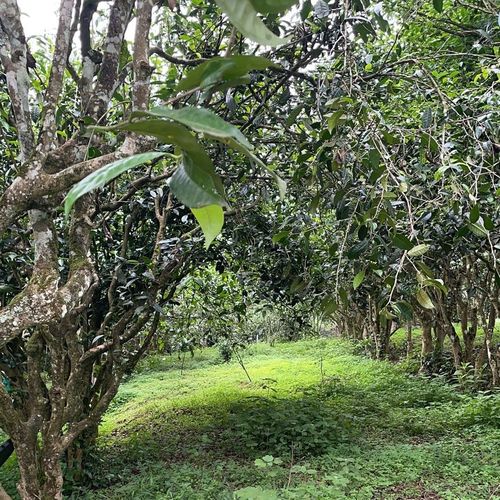 2023年永德大雪山古樹(shù)春茶特點(diǎn)是什么？