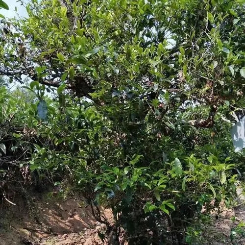 2023年永德大雪山古樹春茶口感怎么樣？