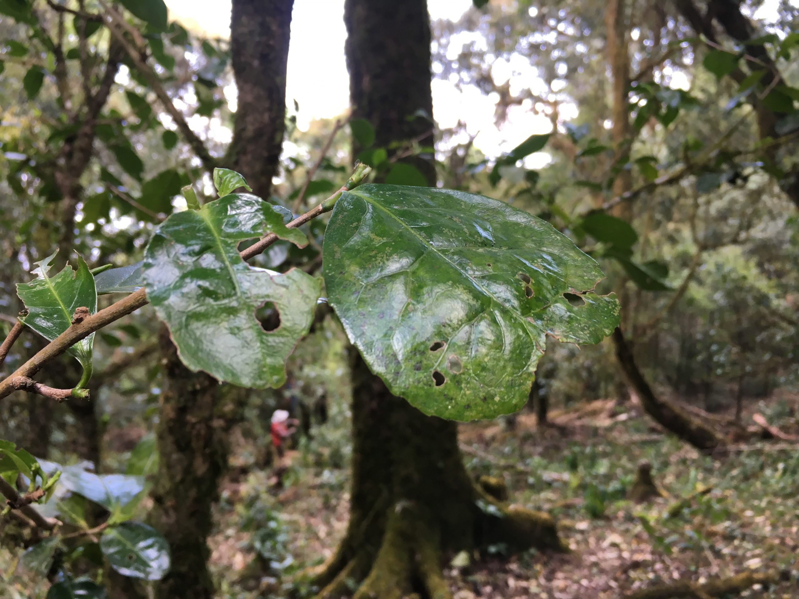 2023年永德大雪山古樹春茶多少一公斤？
