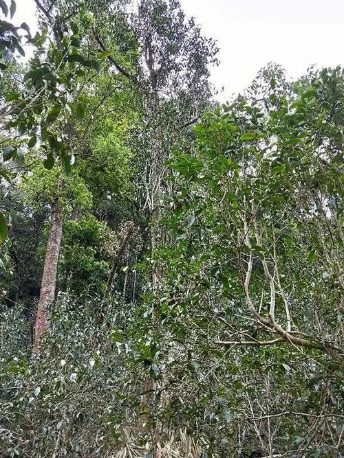 2023年多依樹古樹春茶品質(zhì)如何？