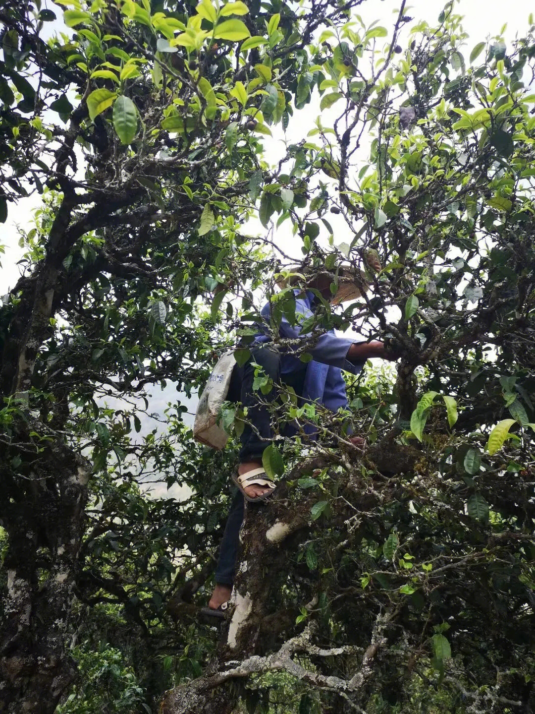 2023年寧洱擺尾箐古樹春茶品質(zhì)如何？