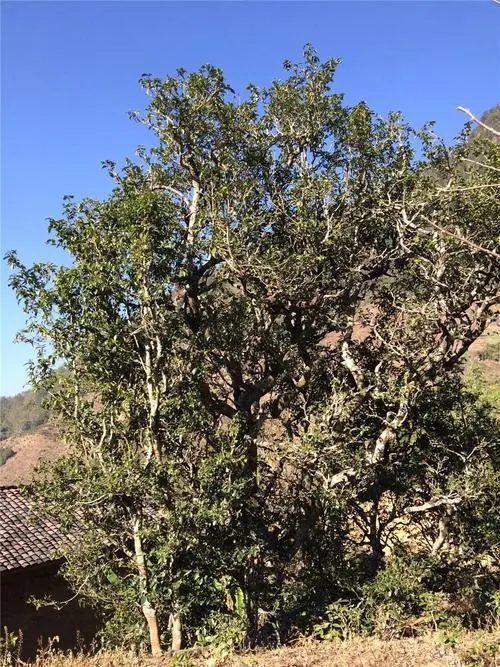 2023年寧洱擺尾箐古樹春茶價格是多少？